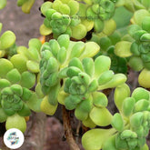Aeonium lindleyi / 40 seeds